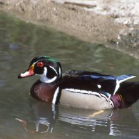 Wood Duck